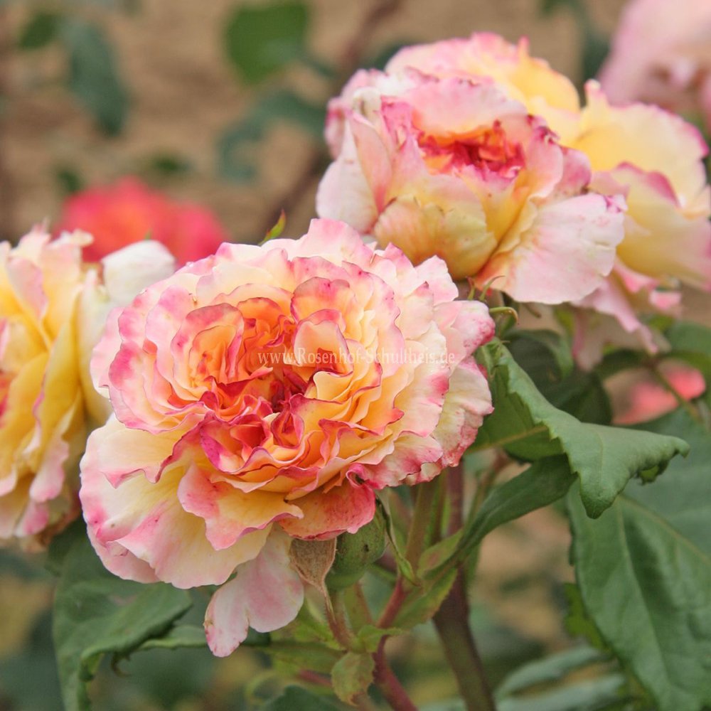 Trandafir Teahibrid galben-piersic Aquarell, parfum intens