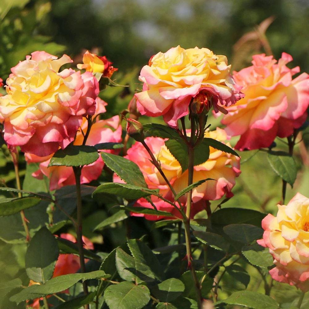 Trandafir Teahibrid galben-piersic Aquarell, parfum intens