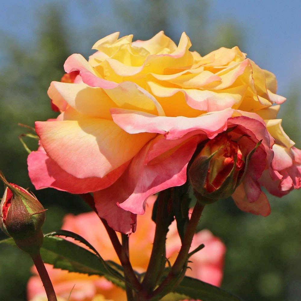 Trandafir Teahibrid galben-piersic Aquarell, parfum intens