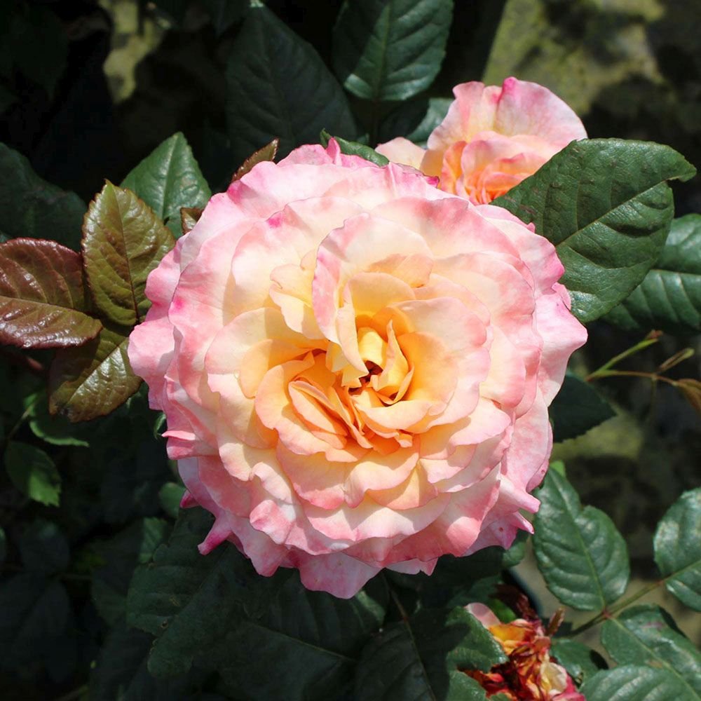 Trandafir Teahibrid galben-piersic Aquarell, parfum intens