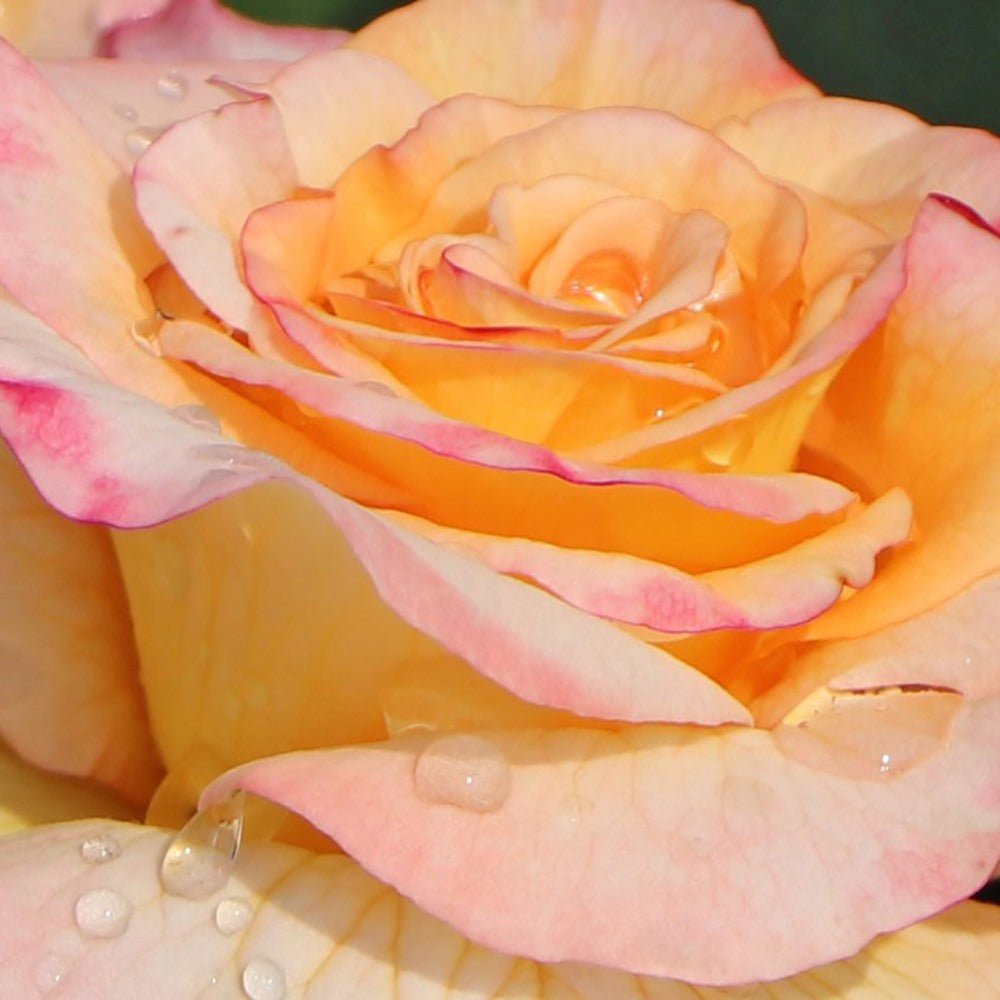 Trandafir Teahibrid galben-piersic Aquarell, parfum intens