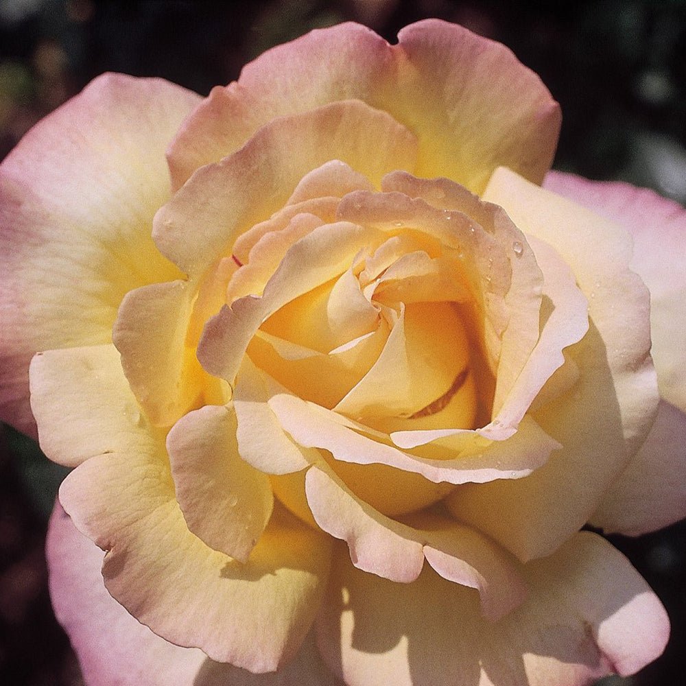 Trandafir Teahibrid galben-auriu cu margini roz Gloria Dei/Peace, parfum intens