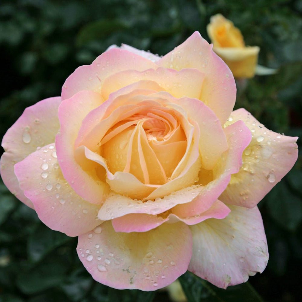 Trandafir Teahibrid galben-auriu cu margini roz Gloria Dei/Peace, parfum intens