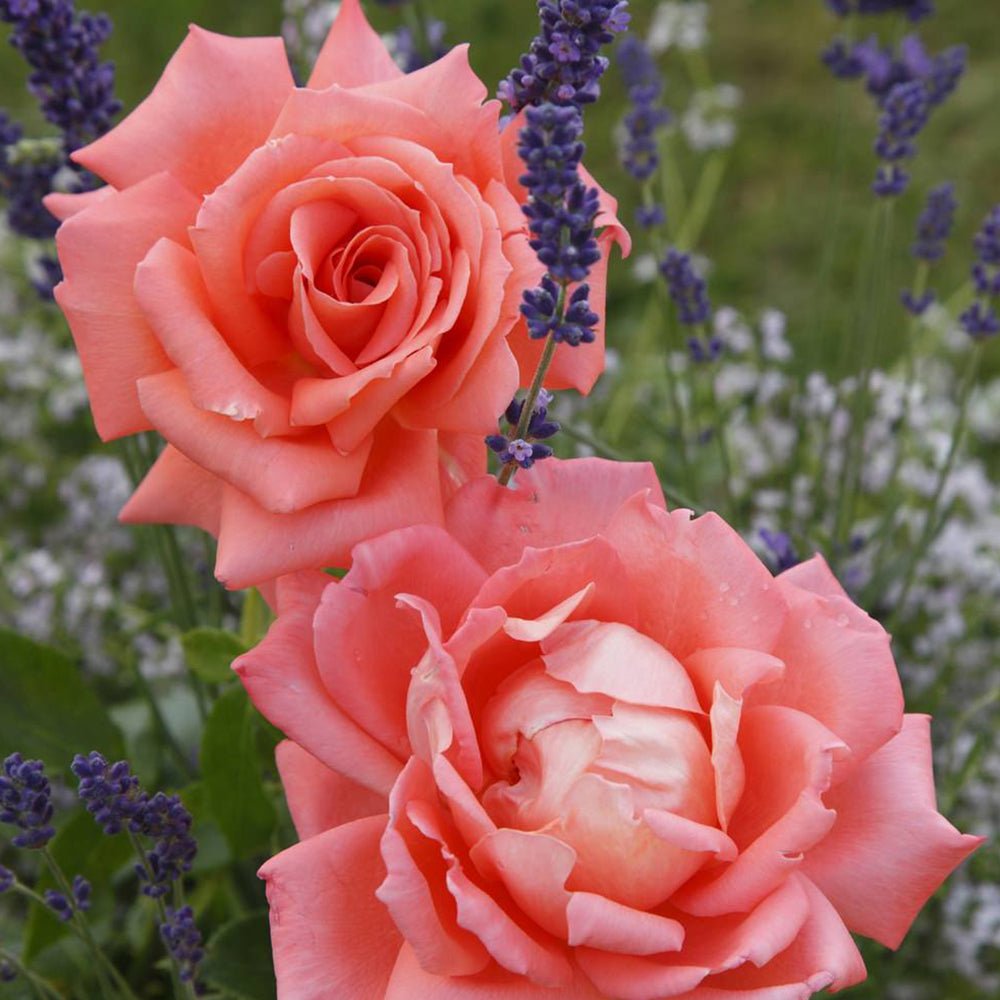 Trandafir Teahibrid roz-somon Hamburger Deern, parfum intens