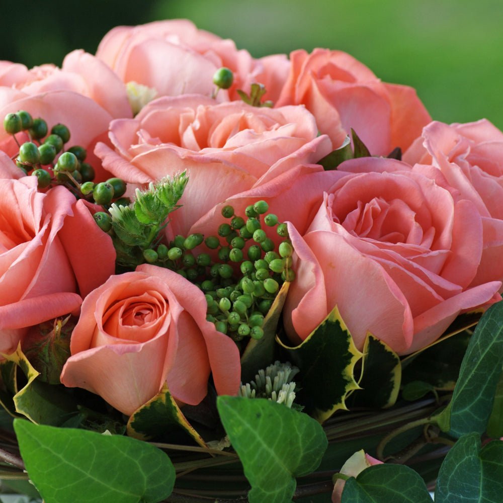 Trandafir Teahibrid roz-somon Hamburger Deern, parfum intens