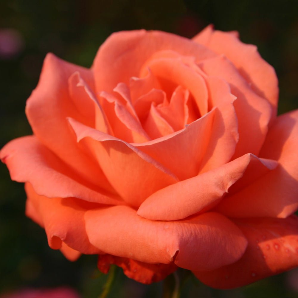 Trandafir Teahibrid roz-somon Hamburger Deern, parfum intens