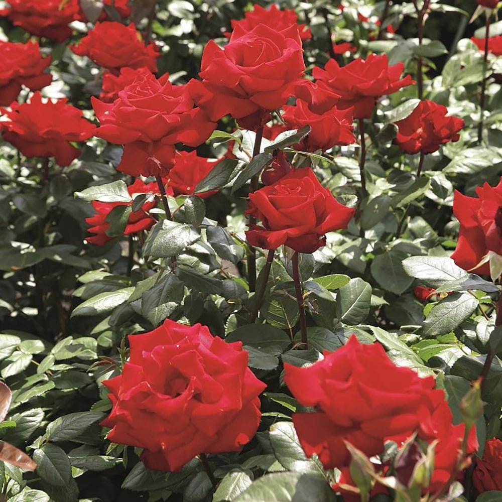 Trandafir Teahibrid rosu-intens Herz Ass, inflorire repetata