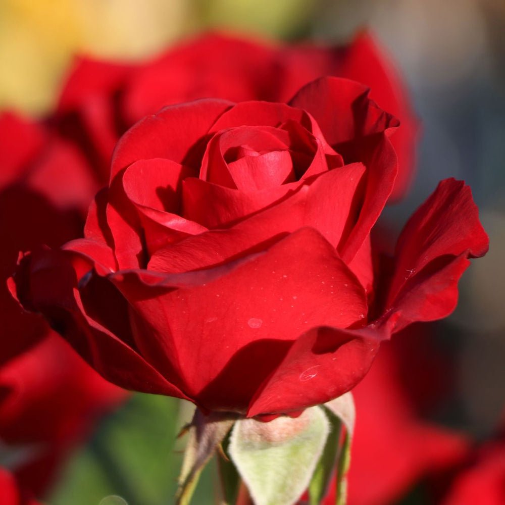 Trandafir Teahibrid rosu-intens Herz Ass, inflorire repetata