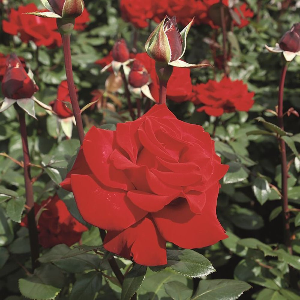 Trandafir Teahibrid rosu-intens Herz Ass, inflorire repetata