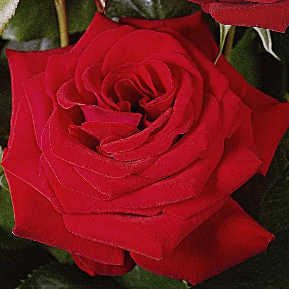 Trandafir Teahibrid rosu-intens Herz Ass, inflorire repetata