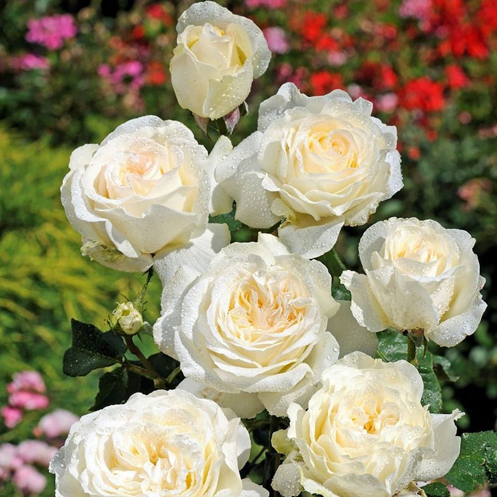 Trandafir Teahibrid alb-crem Irina, parfum intens