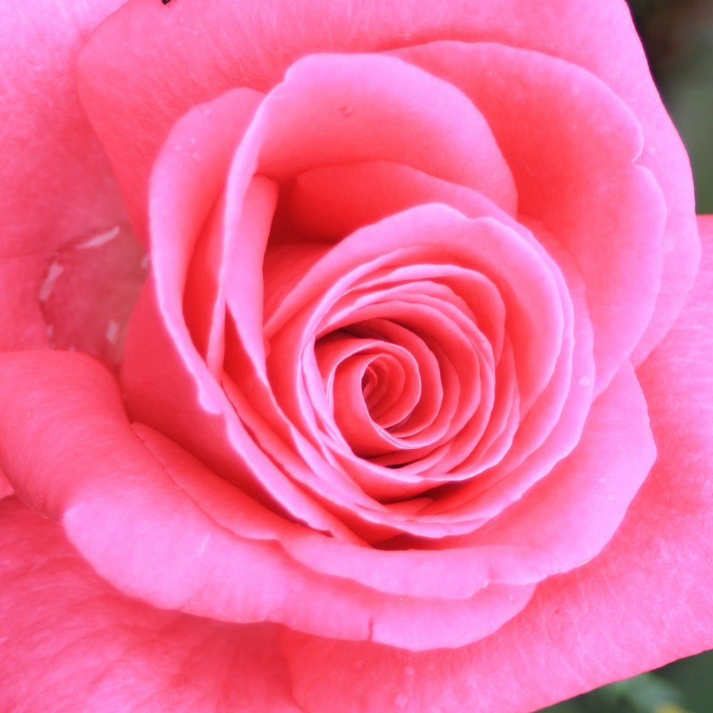 Trandafir Teahibrid roz Lady Like, parfum intens