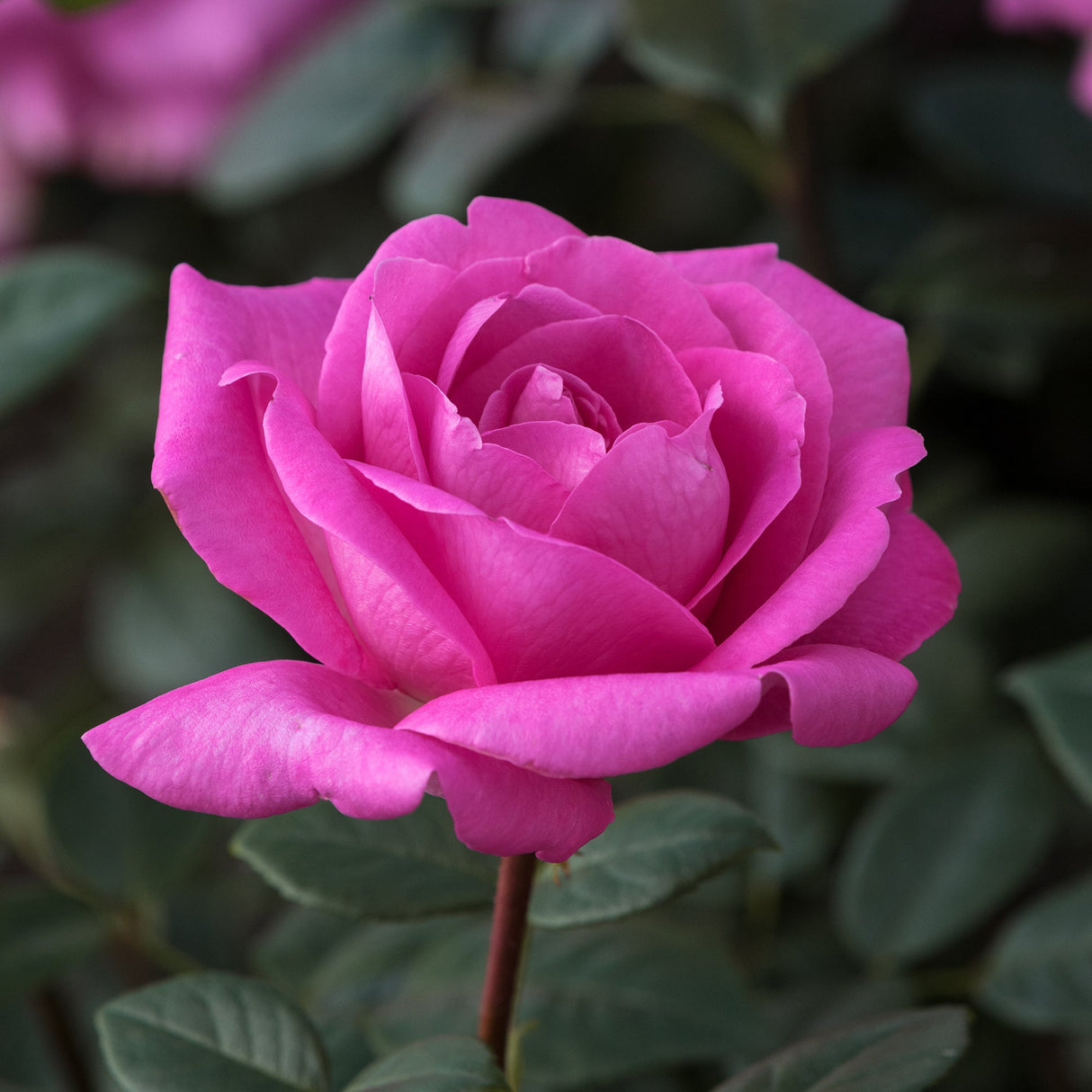 Trandafir Teahibrid roz Lady Like, parfum intens