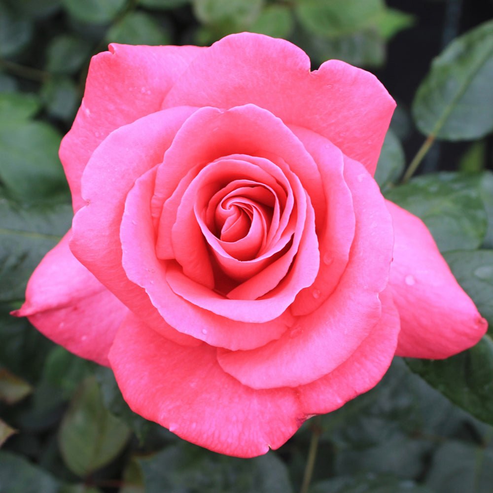 Trandafir Teahibrid roz Lady Like, parfum intens