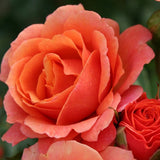 Trandafir Teahibrid Lambada - VERDENA-livrat in ghiveci plant-o-fix de 2L