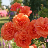 Trandafir Teahibrid Lambada - VERDENA-livrat in ghiveci plant-o-fix de 2L