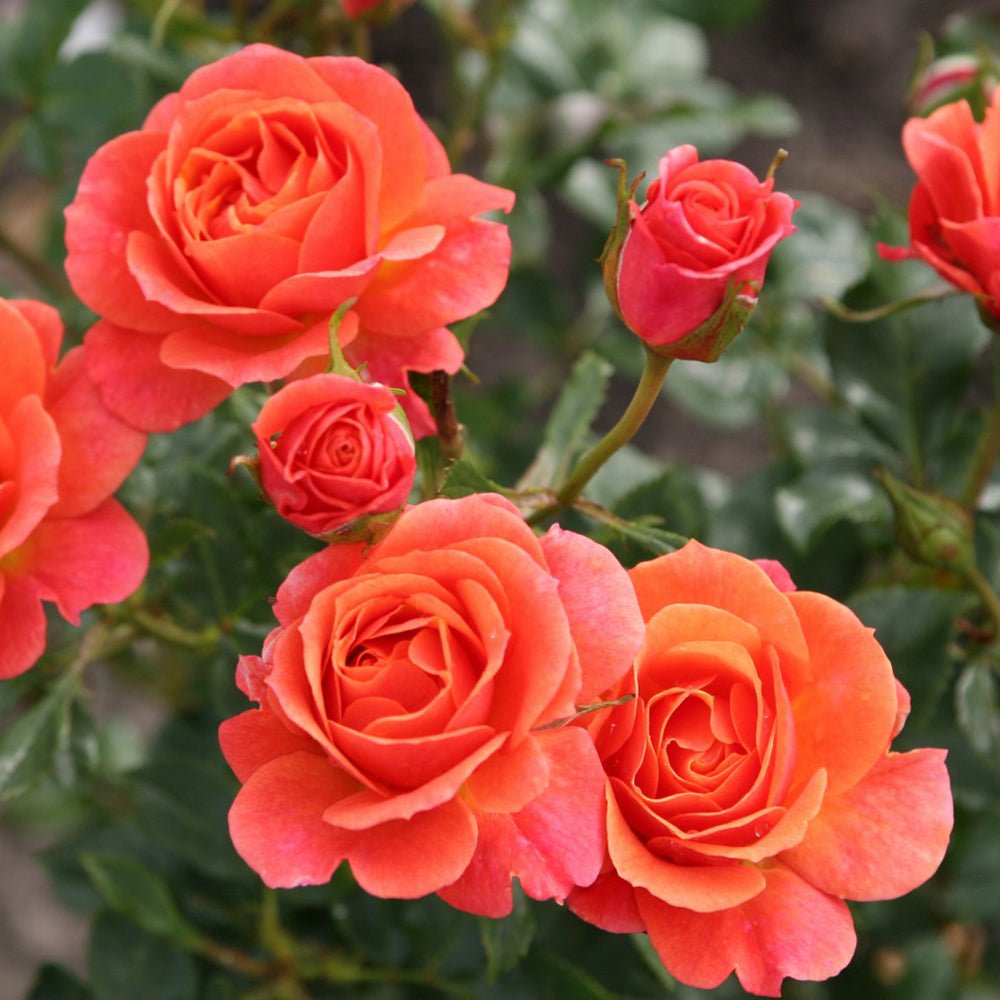 Trandafir Teahibrid portocaliu Lambada, inflorire repetata