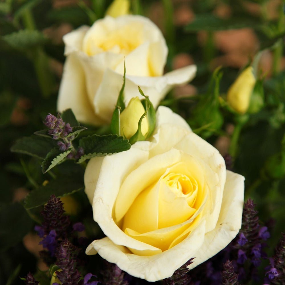 Trandafir Teahibrid galben Limona, inflorire repetata