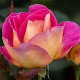 Trandafir Teahibrid magenta-piersica Maleica, parfum intens - VERDENA-livrat in ghiveci plant-o-fix de 2 l