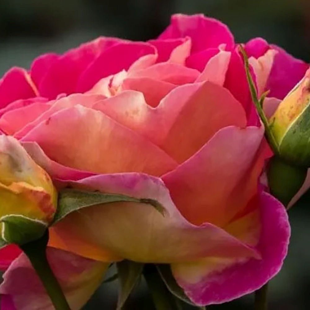 Trandafir Teahibrid magenta-piersica Maleica, parfum intens