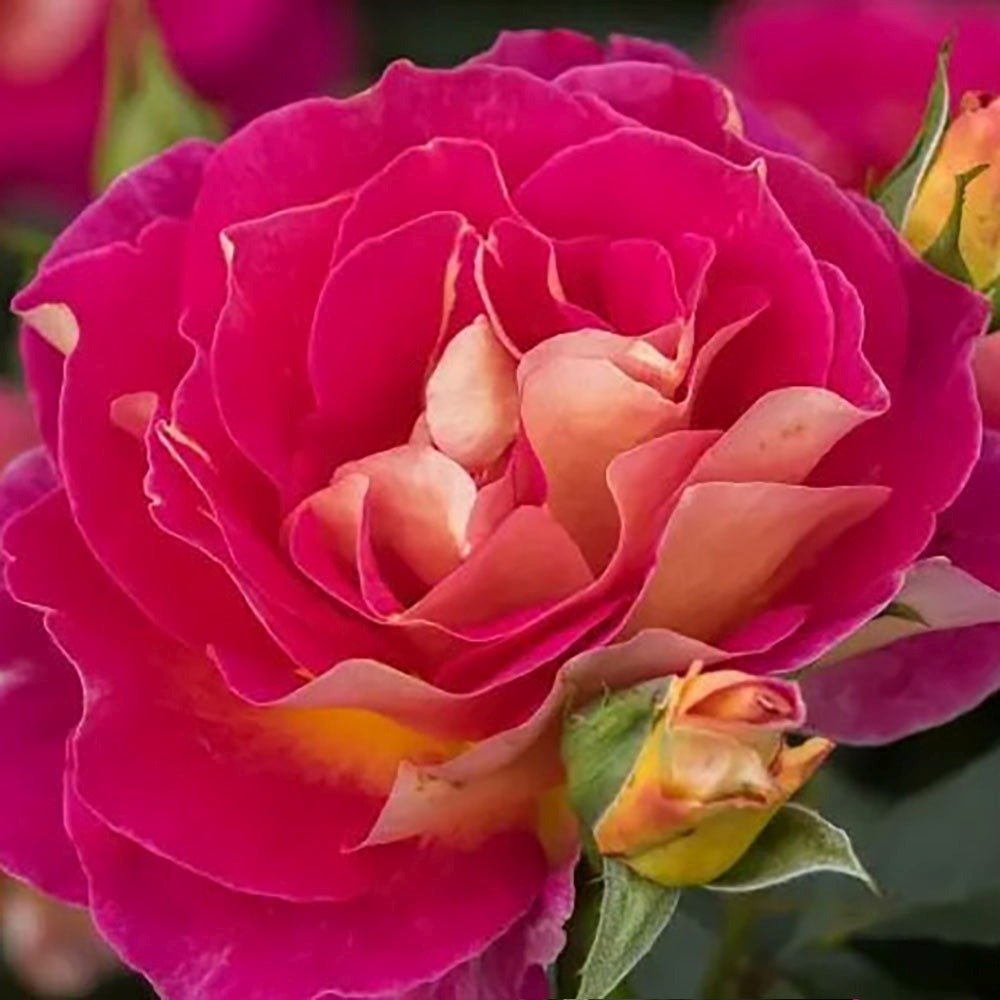 Trandafir Teahibrid magenta-piersica Maleica, parfum intens