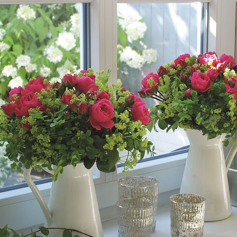 Trandafir Teahibrid roz-inchis Magic Roccoco, inflorire repetata