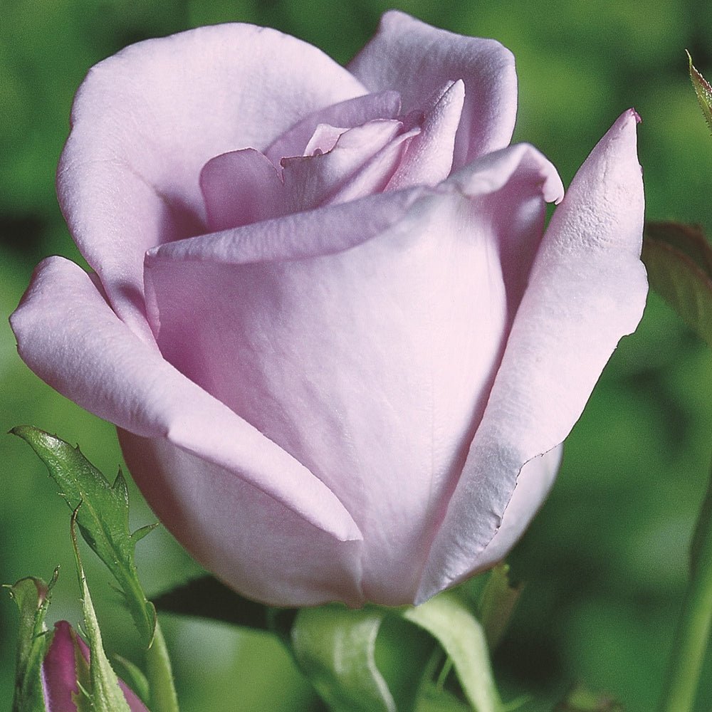 Trandafir Teahibrid liliachie Mainzer Fastnacht, cu parfum intens