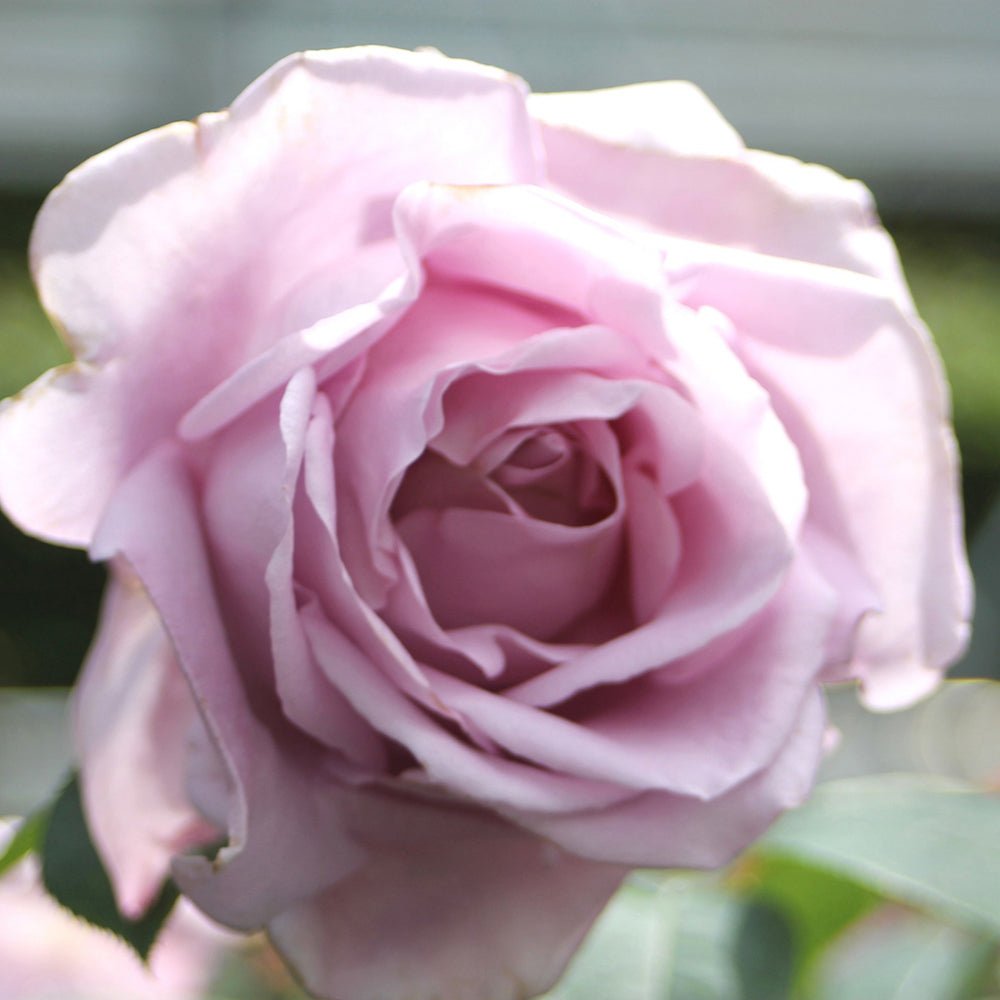 Trandafir Teahibrid liliachie Mainzer Fastnacht, cu parfum intens