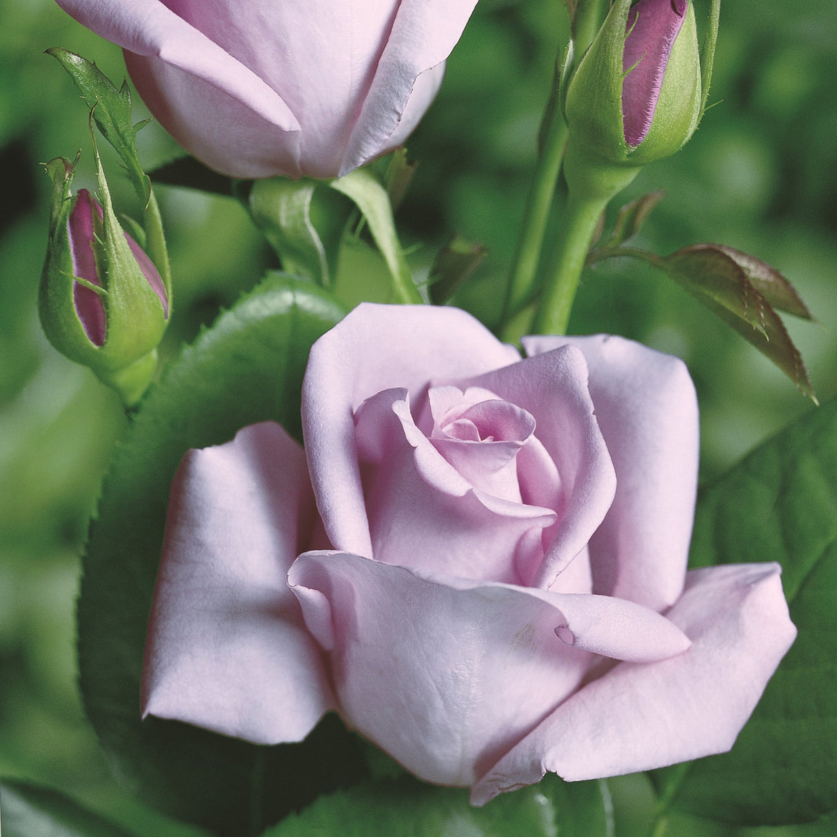 Trandafir Teahibrid liliachie Mainzer Fastnacht, cu parfum intens