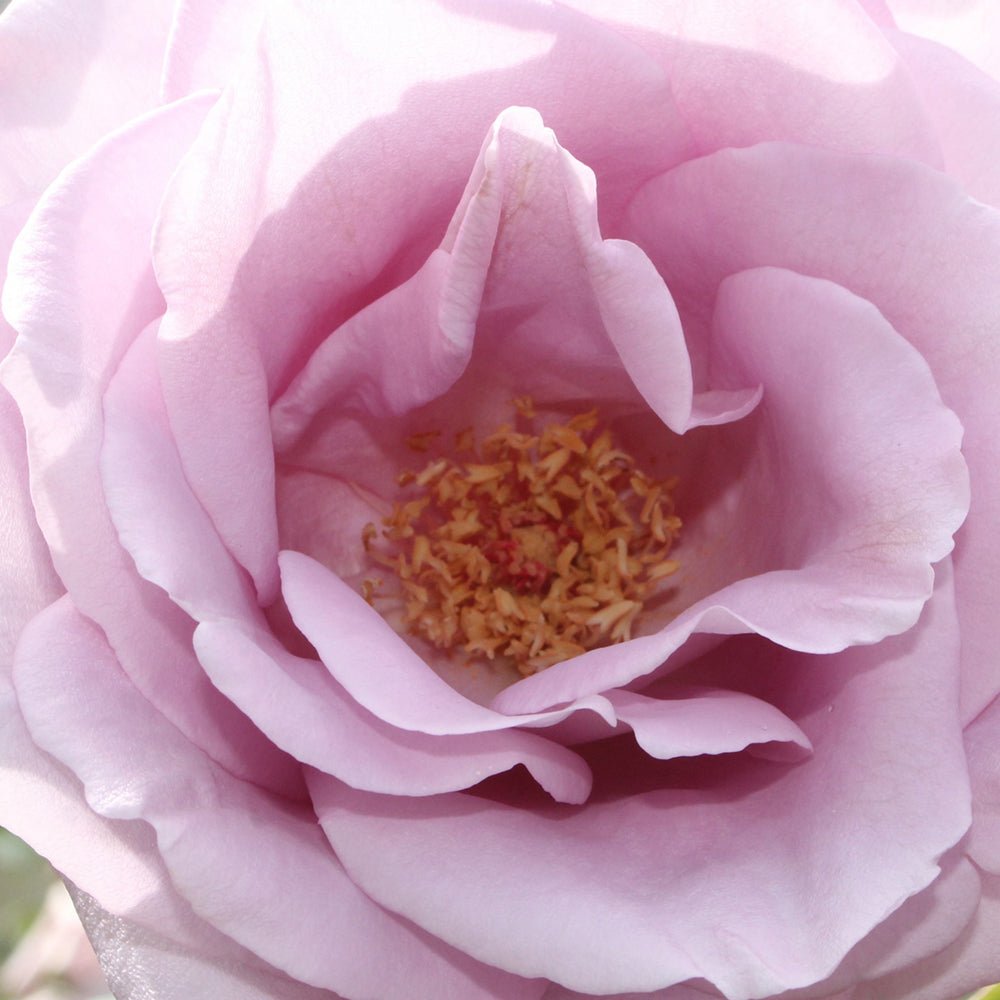 Trandafir Teahibrid liliachie Mainzer Fastnacht, cu parfum intens