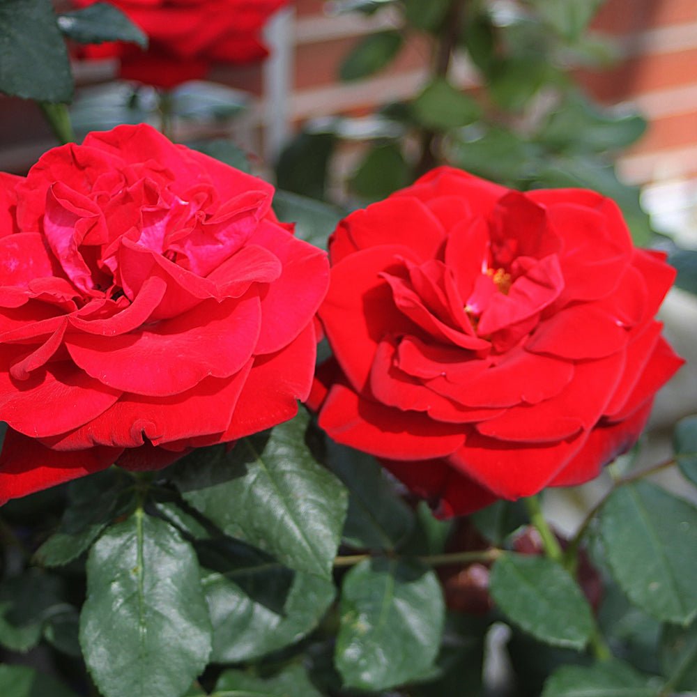 Trandafir Teahibrid rosu-carmin Marlene, cu parfum intens