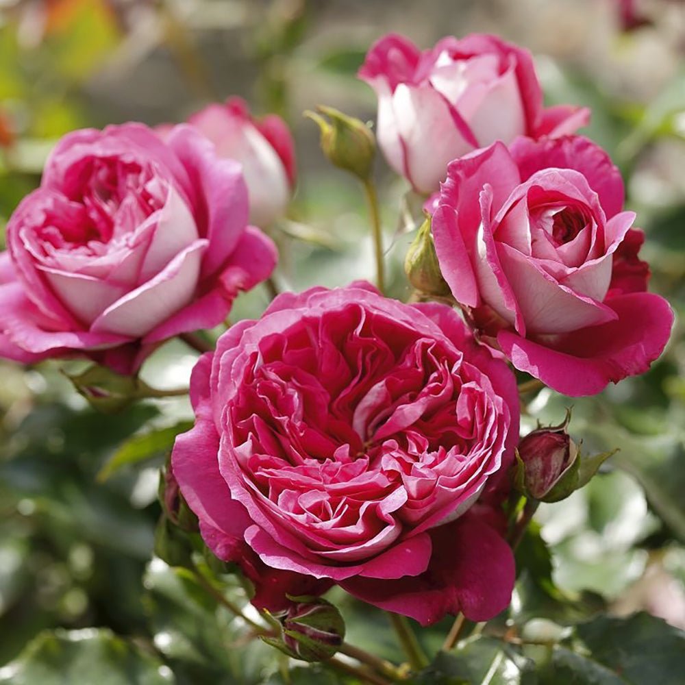 Trandafir Teahibrid roz-inchis Maxim, cu parfum intens