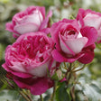 Trandafir Teahibrid Maxim - VERDENA-livrat in ghiveci plant-o-fix de 2L