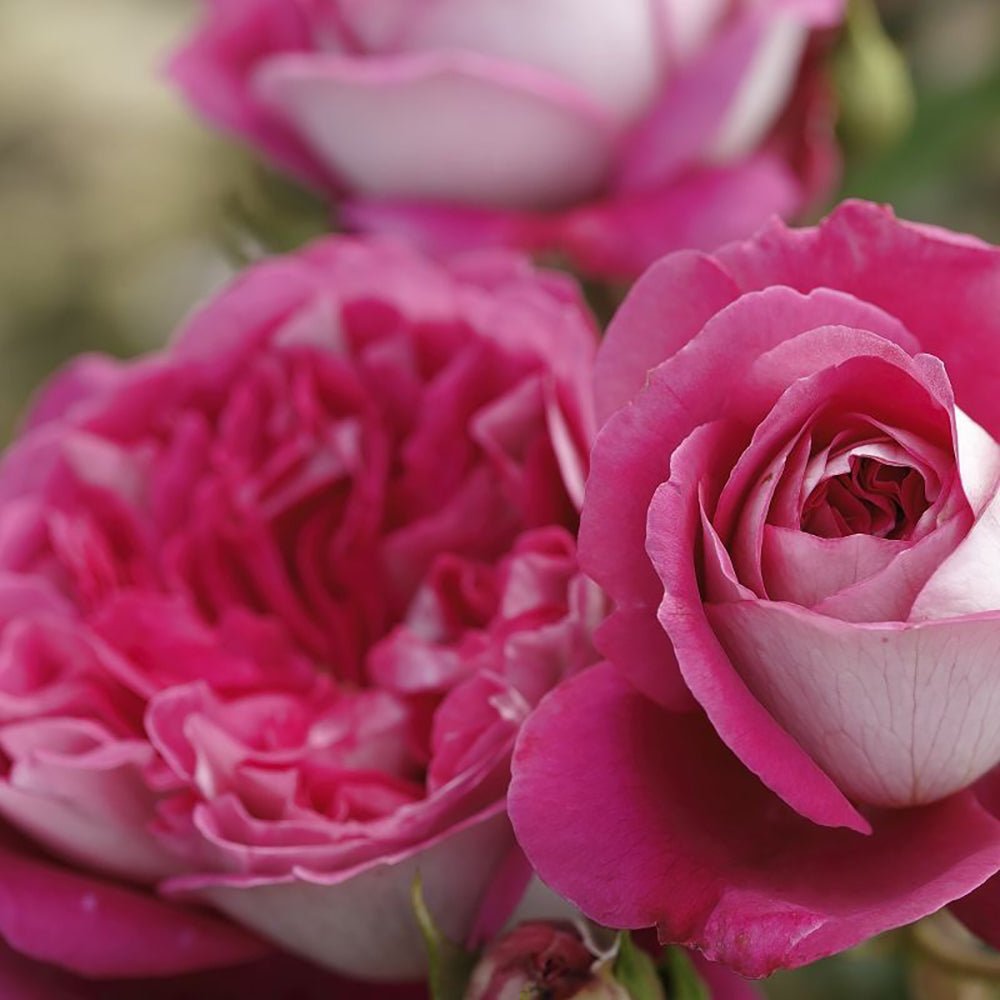 Trandafir Teahibrid roz-inchis Maxim, cu parfum intens