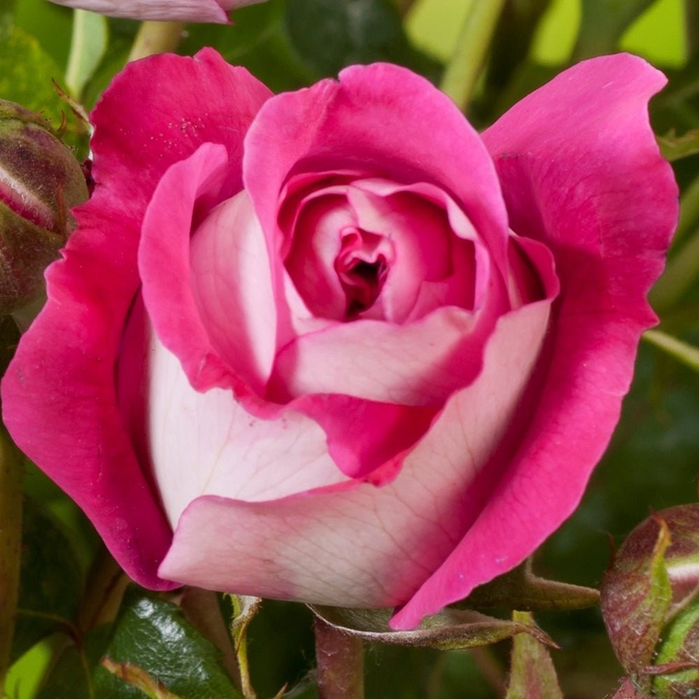 Trandafir Teahibrid roz-inchis Maxim, cu parfum intens