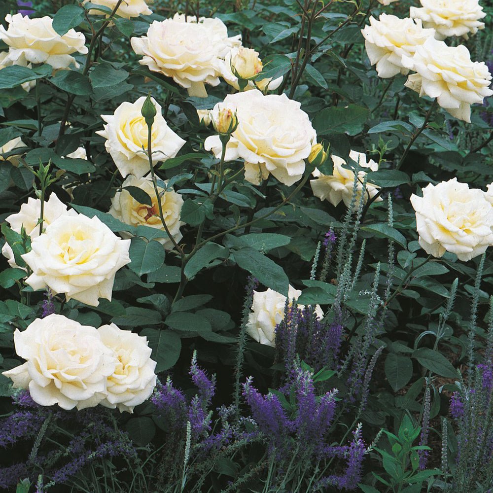 Trandafir Teahibrid alb Memoire, parfum intens