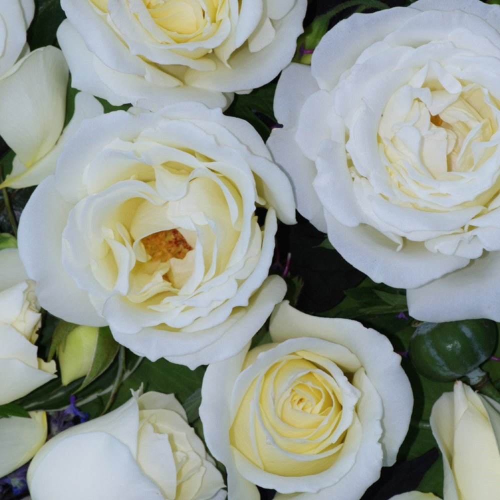 Trandafir Teahibrid alb Memoire, parfum intens