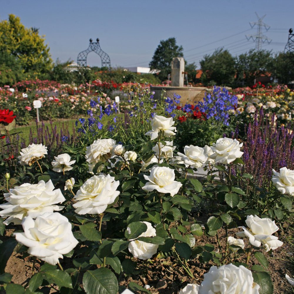 Trandafir Teahibrid alb Memoire, parfum intens