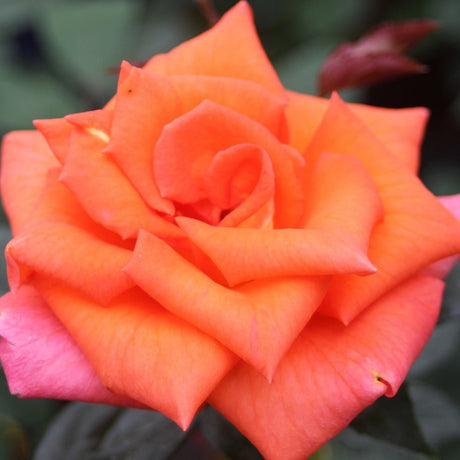 Trandafir Teahibrid Monica - VERDENA-livrat in ghiveci plant-o-fix de 2L