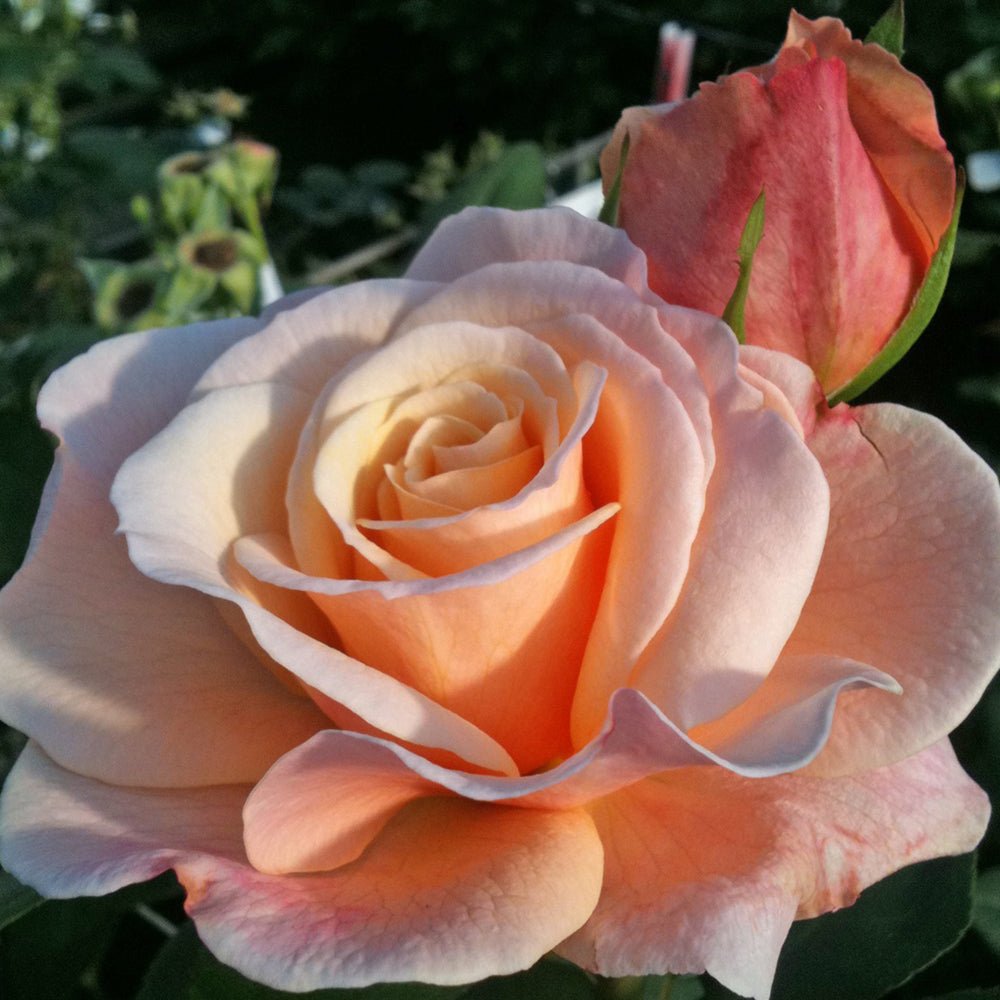 Trandafir Teahibrid crem-cais Oh Happy Day, inflorire repetata