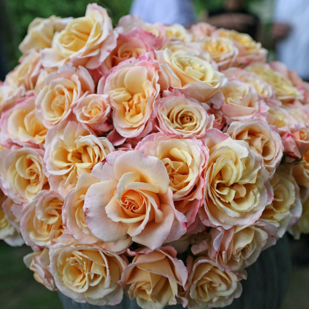 Trandafir Teahibrid crem-cais Oh Happy Day, inflorire repetata