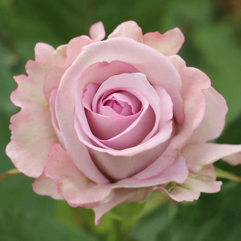 Trandafir Teahibrid de Dulceata lila-argintiu Pacific Blue, parfum intens