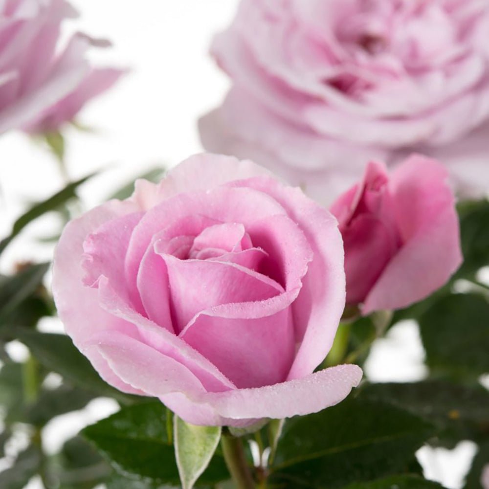 Trandafir Teahibrid de Dulceata lila-argintiu Pacific Blue, parfum intens