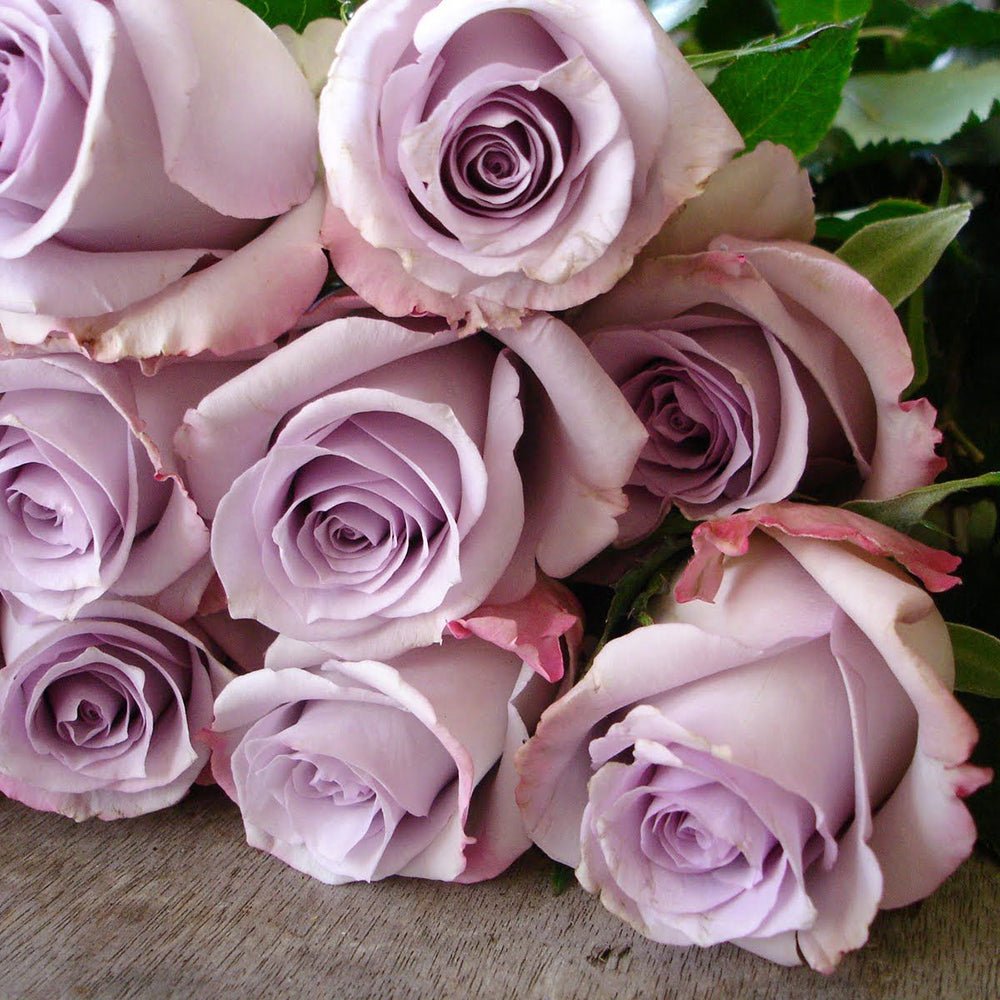 Trandafir Teahibrid de Dulceata lila-argintiu Pacific Blue, parfum intens