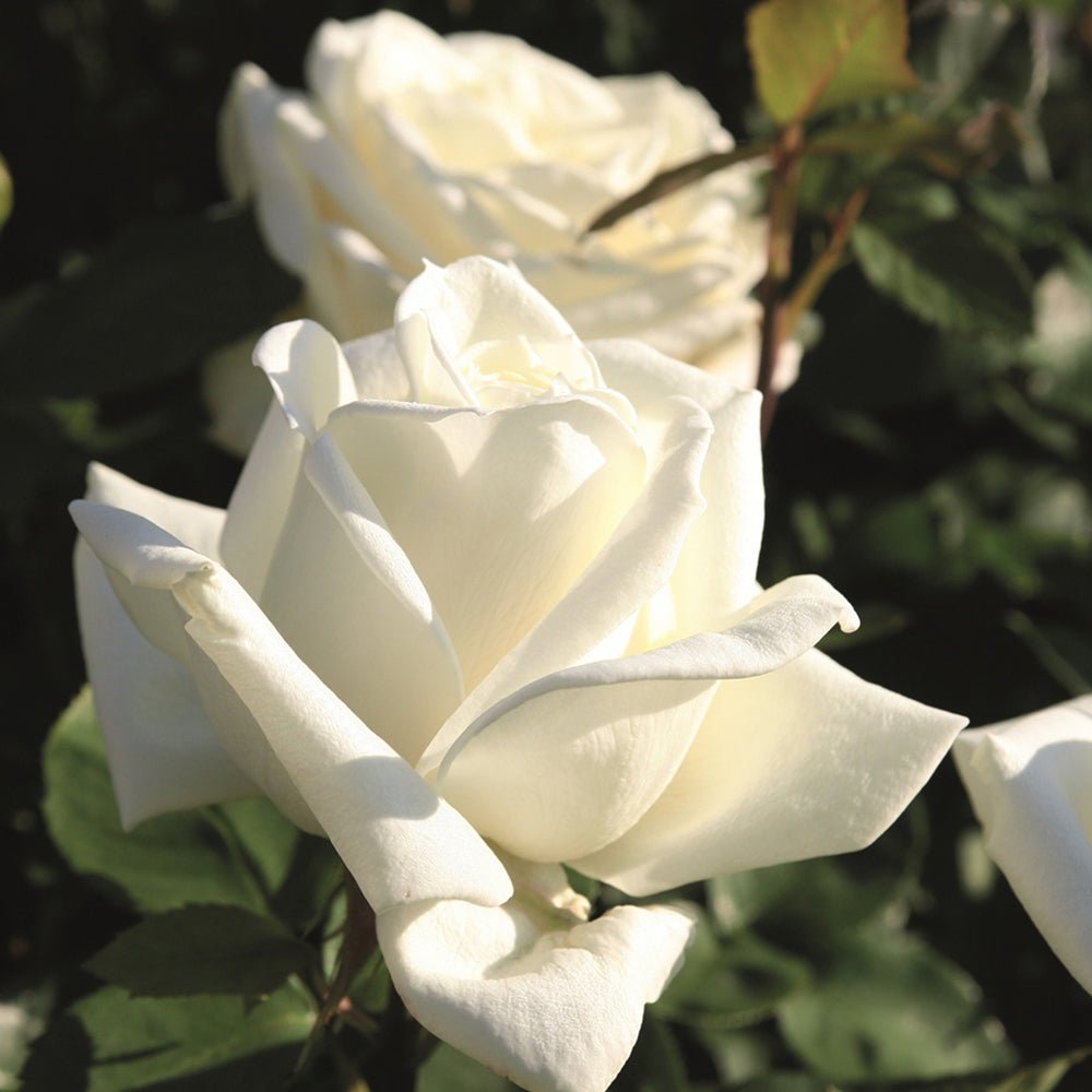 Trandafir Teahibrid alb Polarstern, inflorire repetata