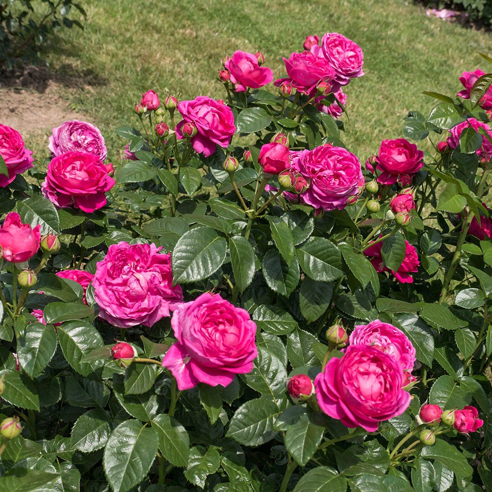 Trandafir Teahibrid violet-inchis Anuschka, parfum intens