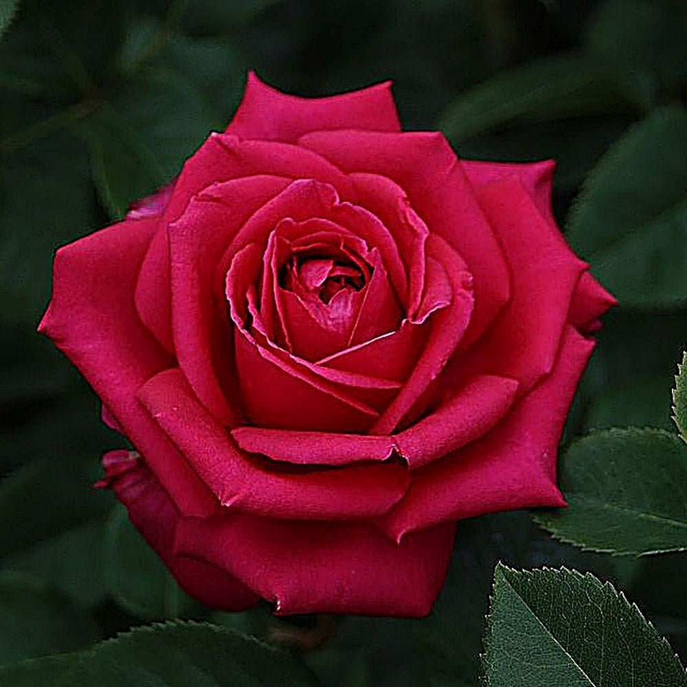 Trandafir Teahibrid purpur-violet Noblesse, parfum intens