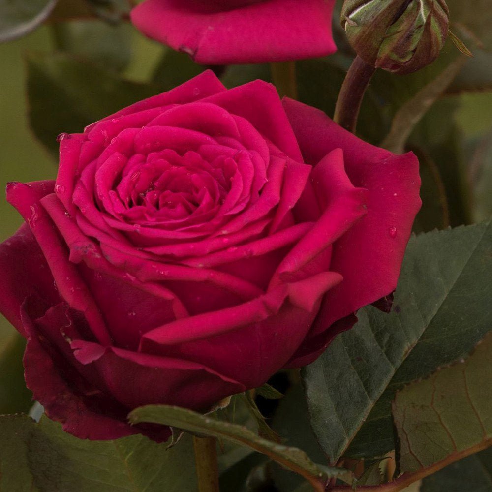 Trandafir Teahibrid purpur-violet Noblesse, parfum intens