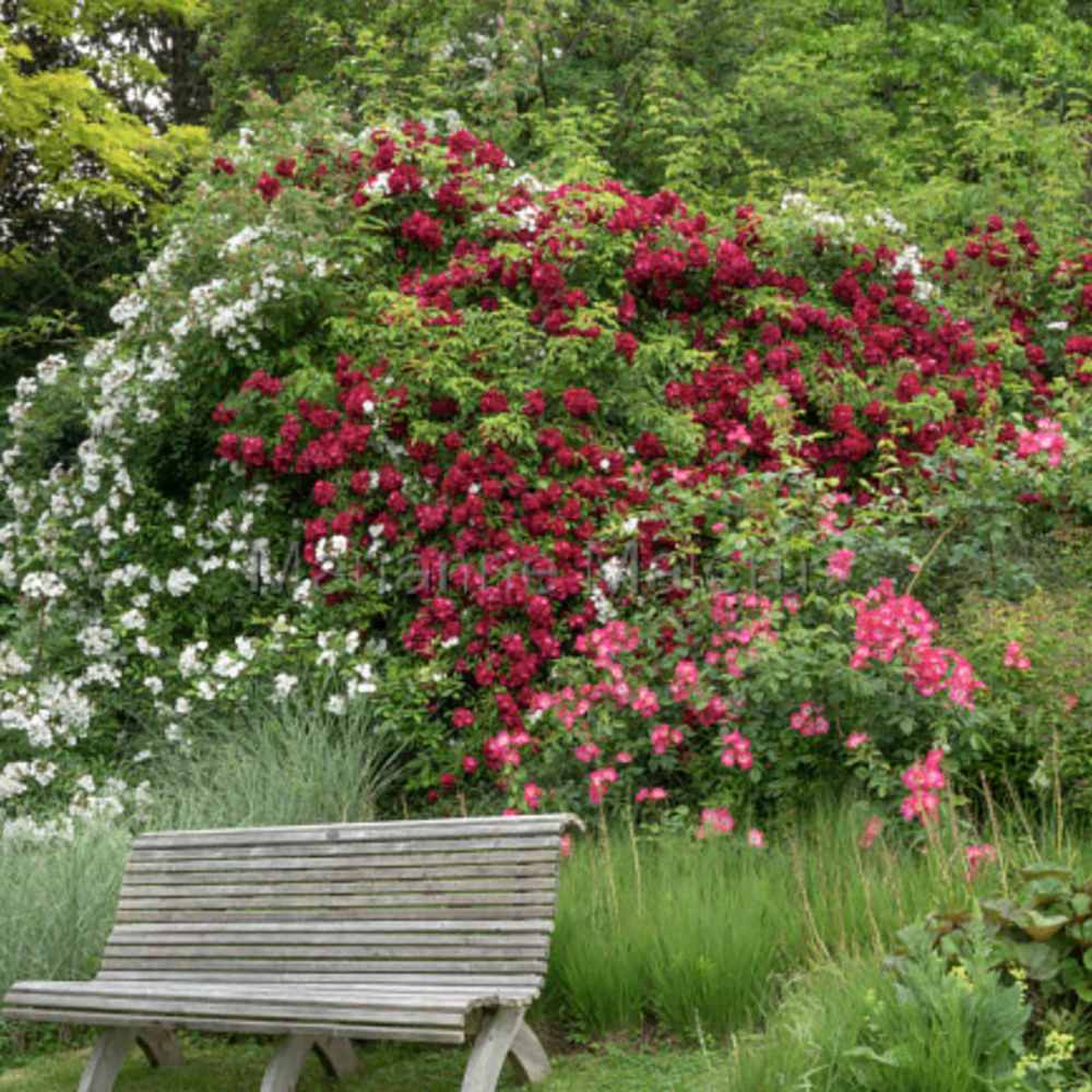 Trandafir Teahibrid purpur-violet Noblesse, parfum intens