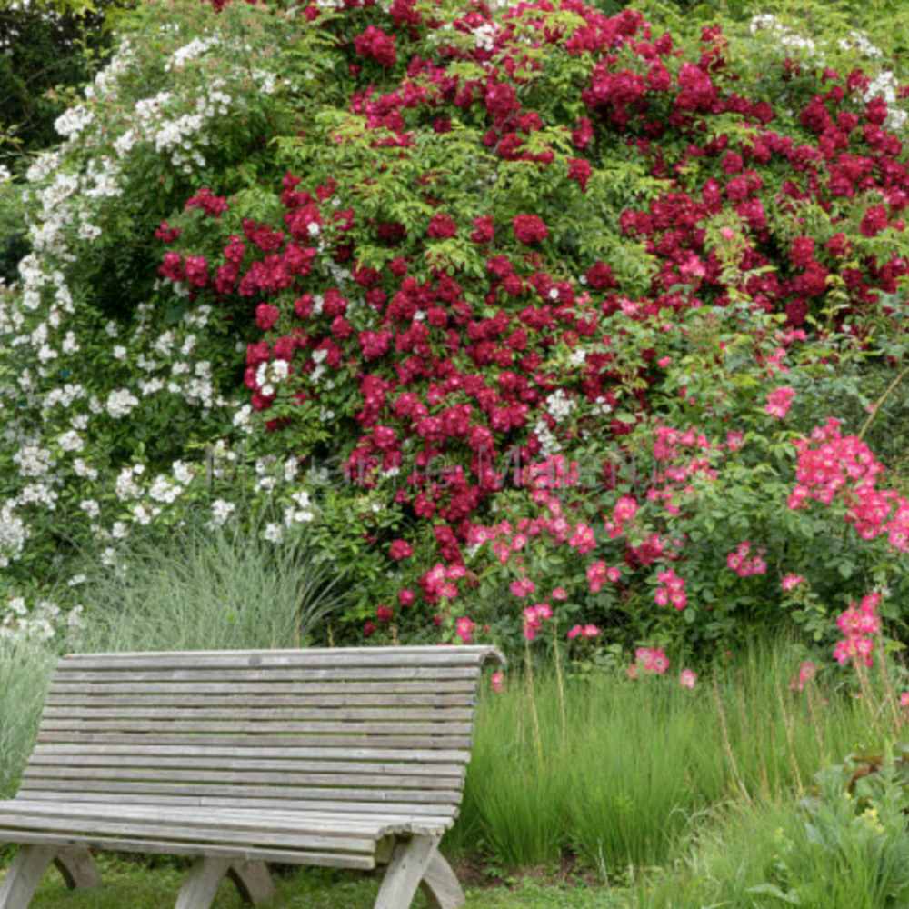 Trandafir Teahibrid purpur-violet Noblesse, parfum intens